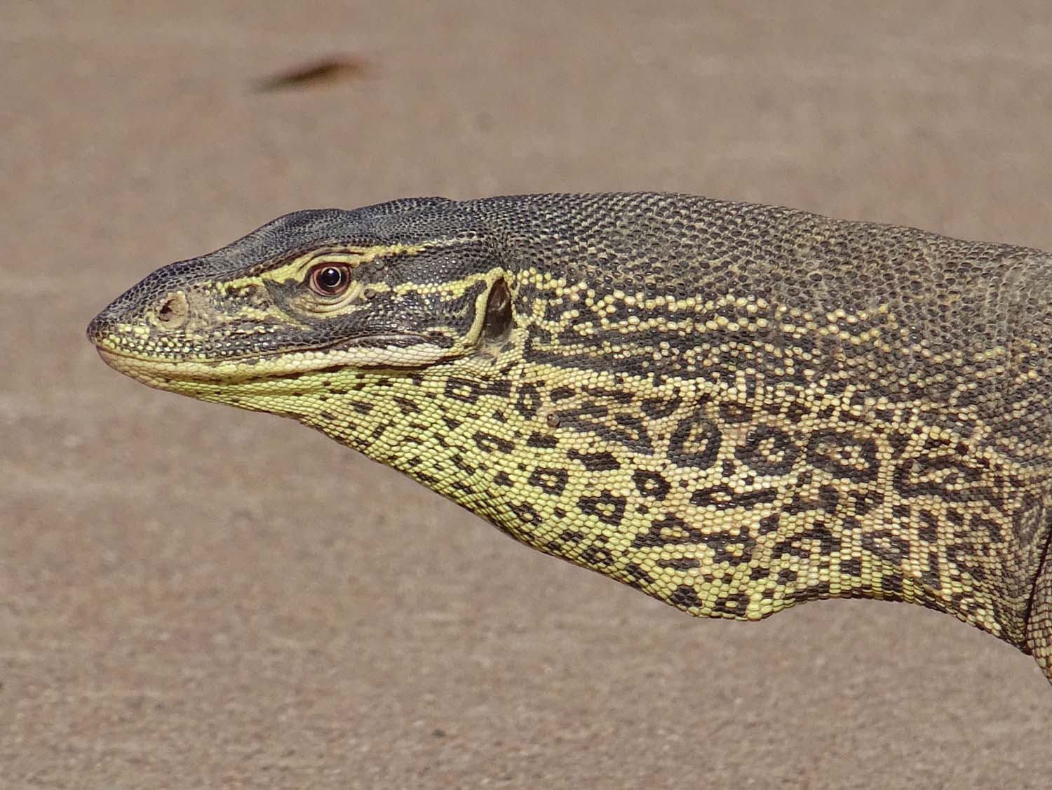 we bump into this local on our drive in Lakefield NP - a beautiful yellow-spotted goanna