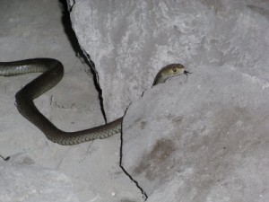 snake in the cave