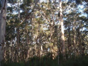 beautiful Boranup Forest in the Margaret River area