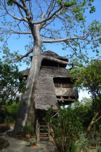 our treehouse underneath a majestic baobab