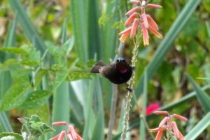 beautiful amethyst sunbird