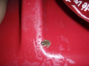 a little frog hops on board