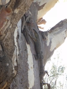 goanna up the tree in our camp site
