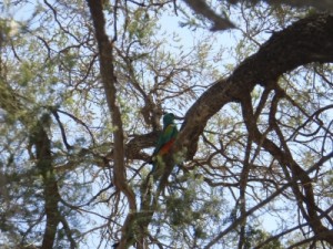 colourful parrot