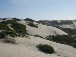 the sand dunes