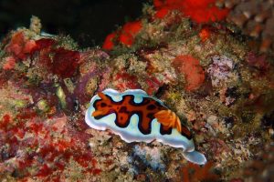 this is a goniobranchus gleniei, a nudibranch, don't you just love the vivid orange markings?