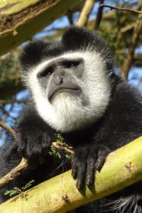 grumpy looking male colobus monkey in the gardens of Elsamere