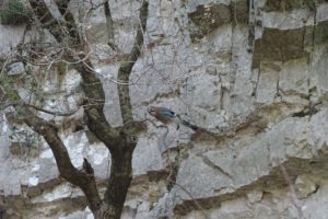 we spot the pretty Eurasian Jay in the Imbros Gorge