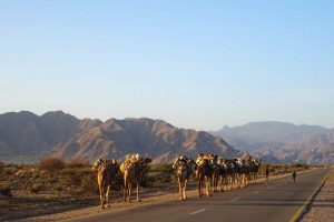 camel train loaded with salt leaving the Danakil Depression