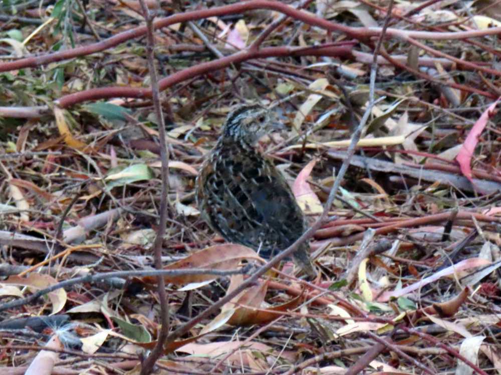 painted button-quail in Triabunna, Tasmania