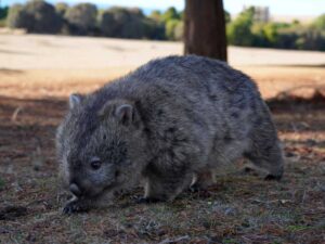 baby wombat!