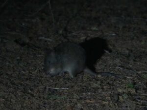 a long-nosed potoroo on Maria Island