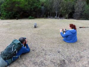 Jon and Kerry get comfy with a wombat on Maria Island