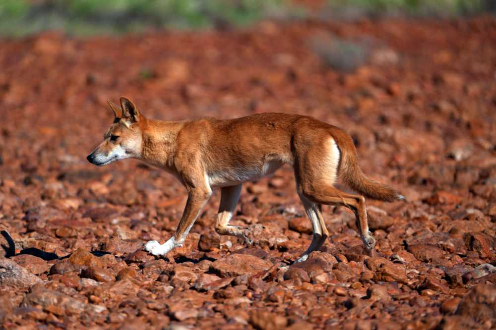 we see several healthy looking dingoes on our trip