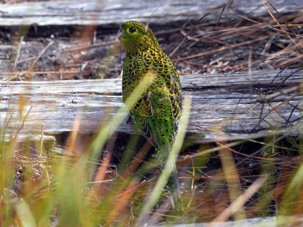 ground parrot in the Southwest NP, Tasmania