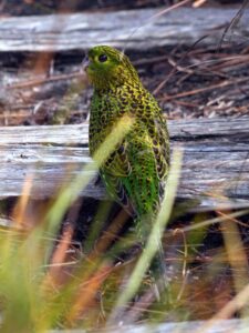 we spot a pair of ground parrots on the trail, how lucky!