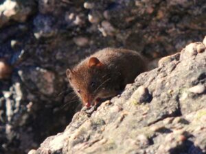a dusky antechinus comes looking for crumbs we might drop as we eat our lunch on top of Reed Peak