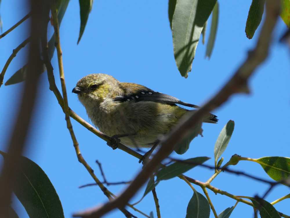 forty-spotted pardalote on Maria Island, Tasmania