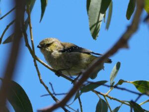 fourty-spotted pardalote at Maria Island