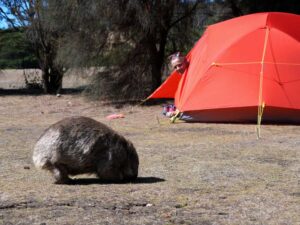 wombat coming into camp, they sometimes ignore the 2 metre rule