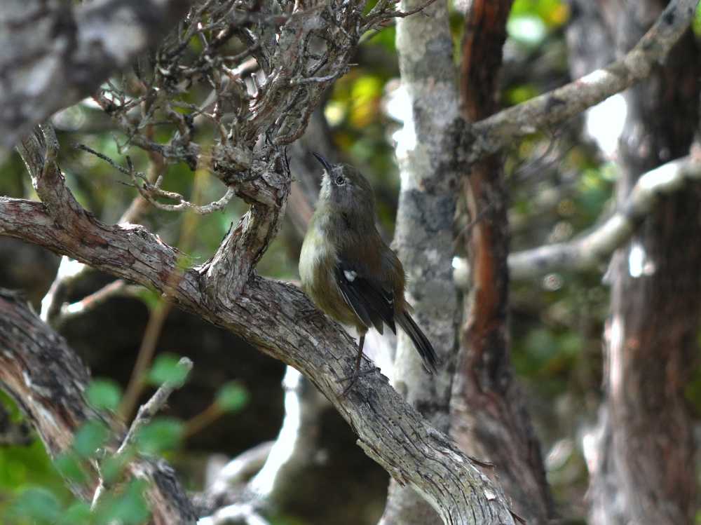 scrubtit on the Mt Anne circuit, Tasmania