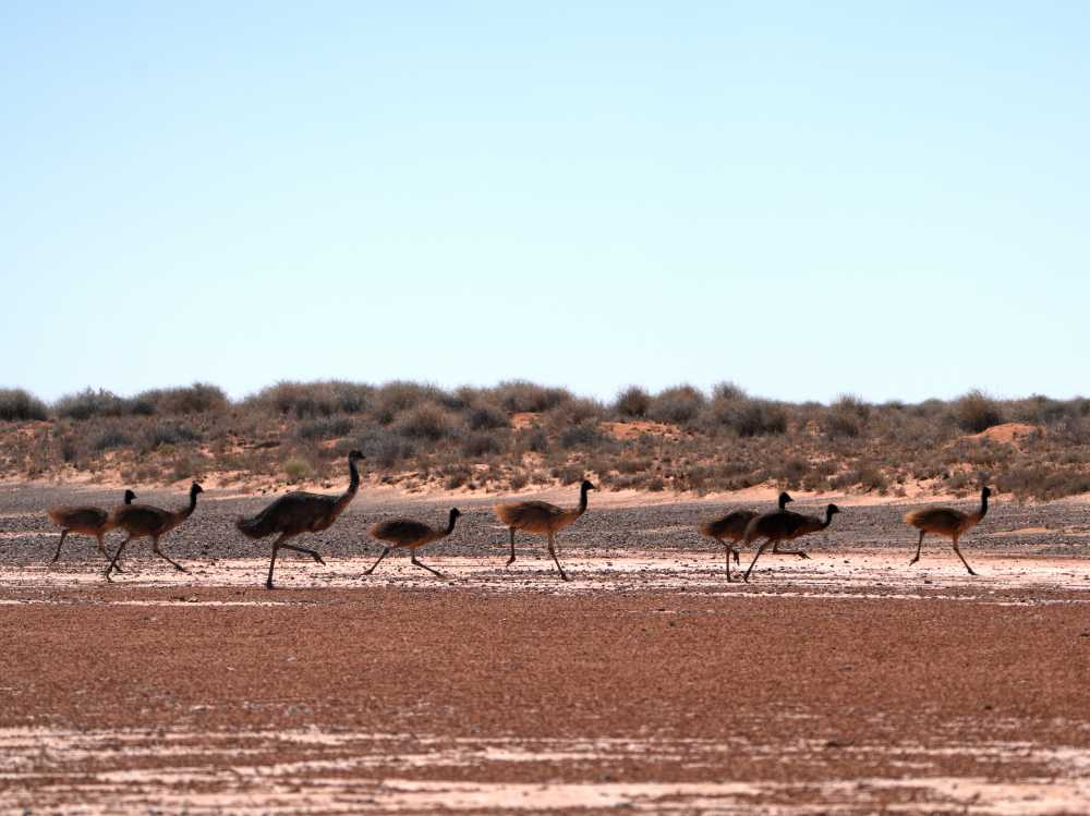 we see quite a few emus on our crossing of the Simpson Desert, here is a dad with seven chicks
