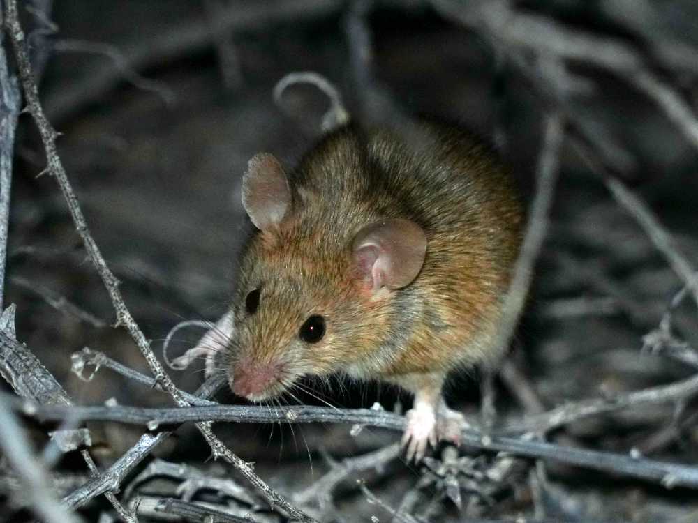 we spot quite a few sandy inland mice (pseudomys hermannsburgensis)