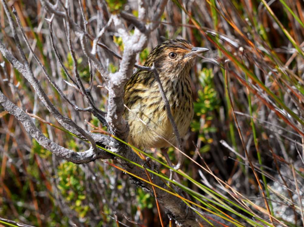 striated fieldwren in the Southwest NP, Tasmania