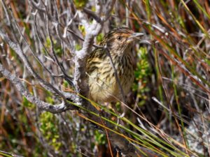 we spot another new bird - striated fieldwren this time