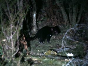 the Tassie devil we spotted on Maria Island, we could leave the island now