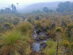 we reach the bog at the bottom of Mt Sarah Jane still in the mist