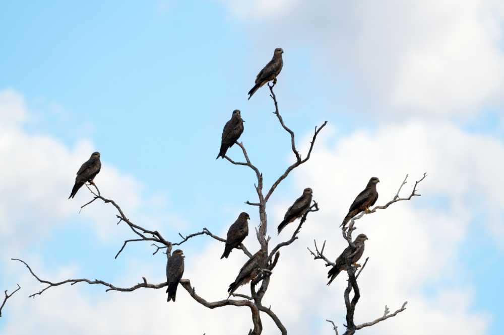 there are hundreds of black kites around too, here are nine of them in one small tree