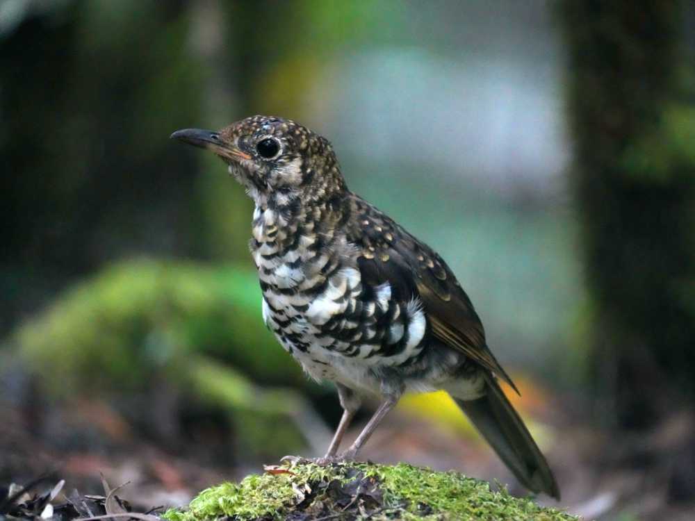 bassian thrush in the Huon campground in the Southwest NP, Tasmania