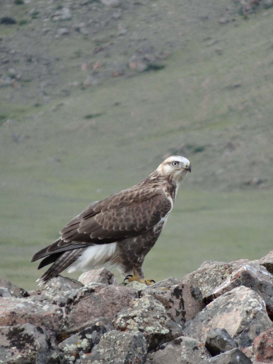 eagles, always looking for marmots or ground squirrels