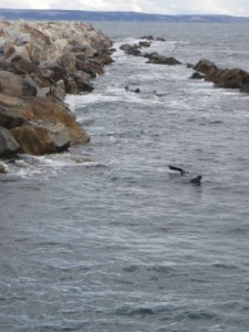 seals swimming in the ocean