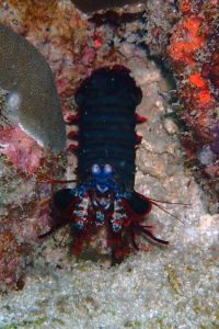a peacock mantis shrimp, aren't the colours beautiful?