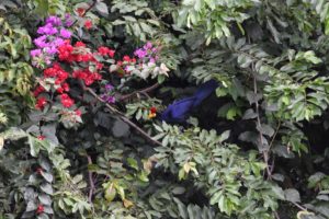 we spot the stunning Ross's turaco, a new bird for us