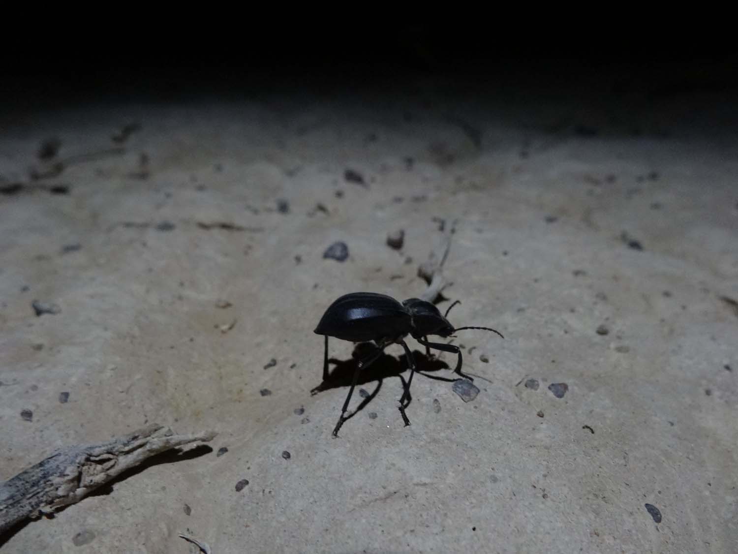 a big beetle was walking around our campsite one night in the desert