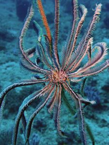 a stunning feather star attached to a whip coral