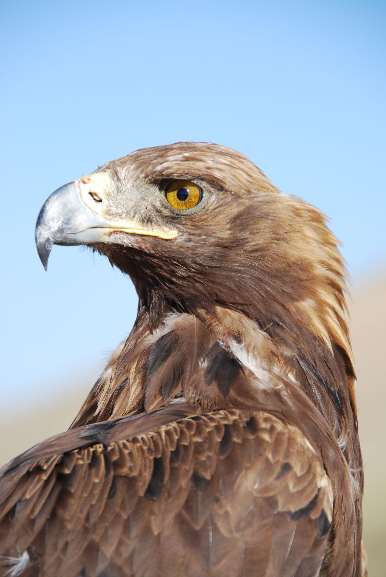 golden eagle - absolutely stunning