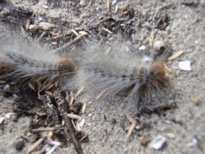 close up of the procession caterpillar