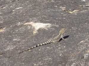 lots of lizards sunbathing on the rocks