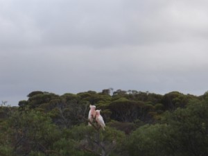 we spot these beautiful xxx cockatoos the next morning