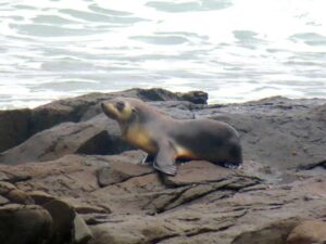 we spot a sub-antarctic fur-seal at Fisherman's Point