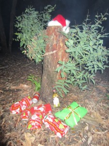 our xmas tree at our Waddy Point (first) camp site