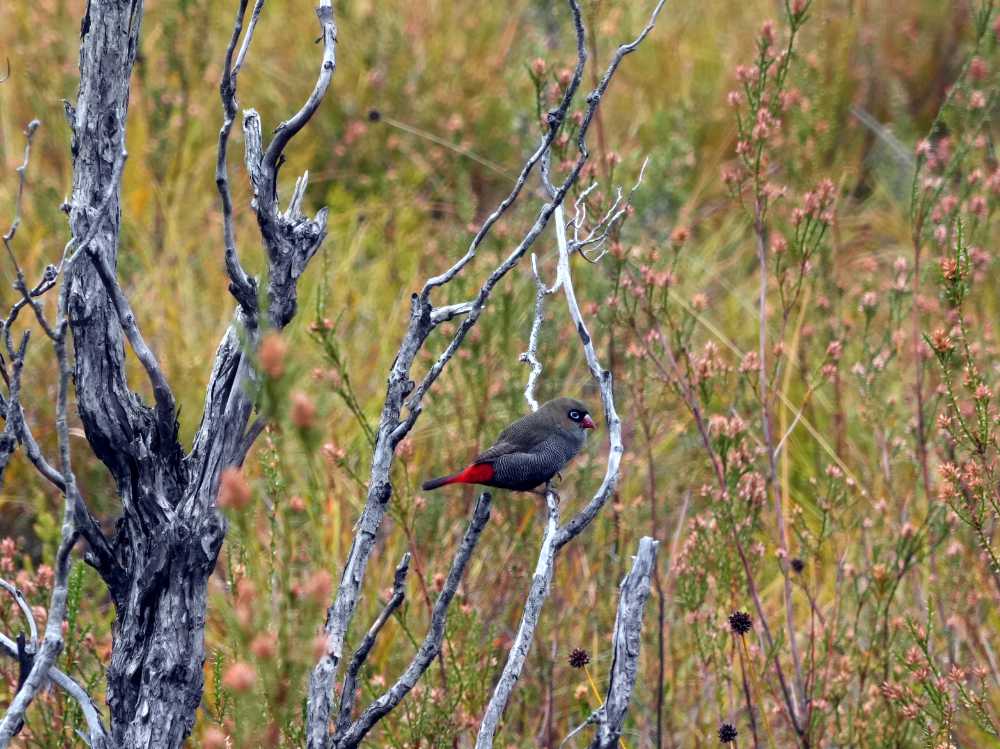 beautiful firetail near Frenchman's Cap, Tasmania