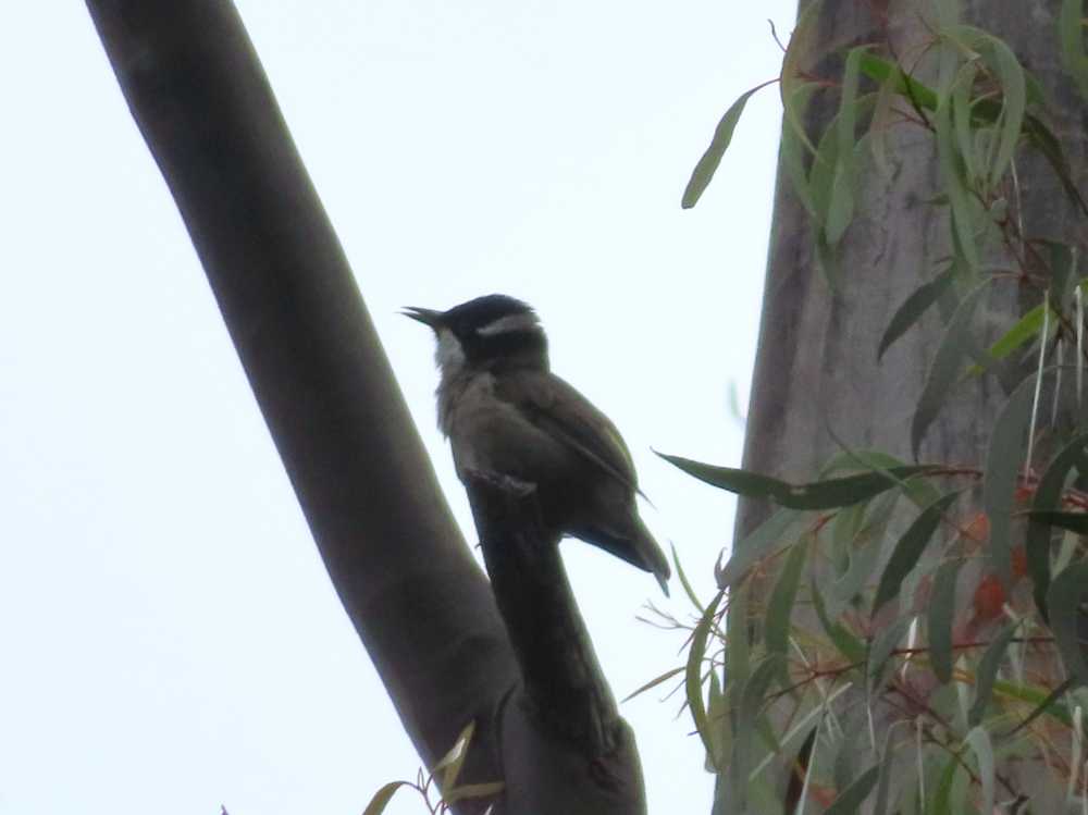 strong-billed honeyeater near Frenchman's Cap, Tasmania