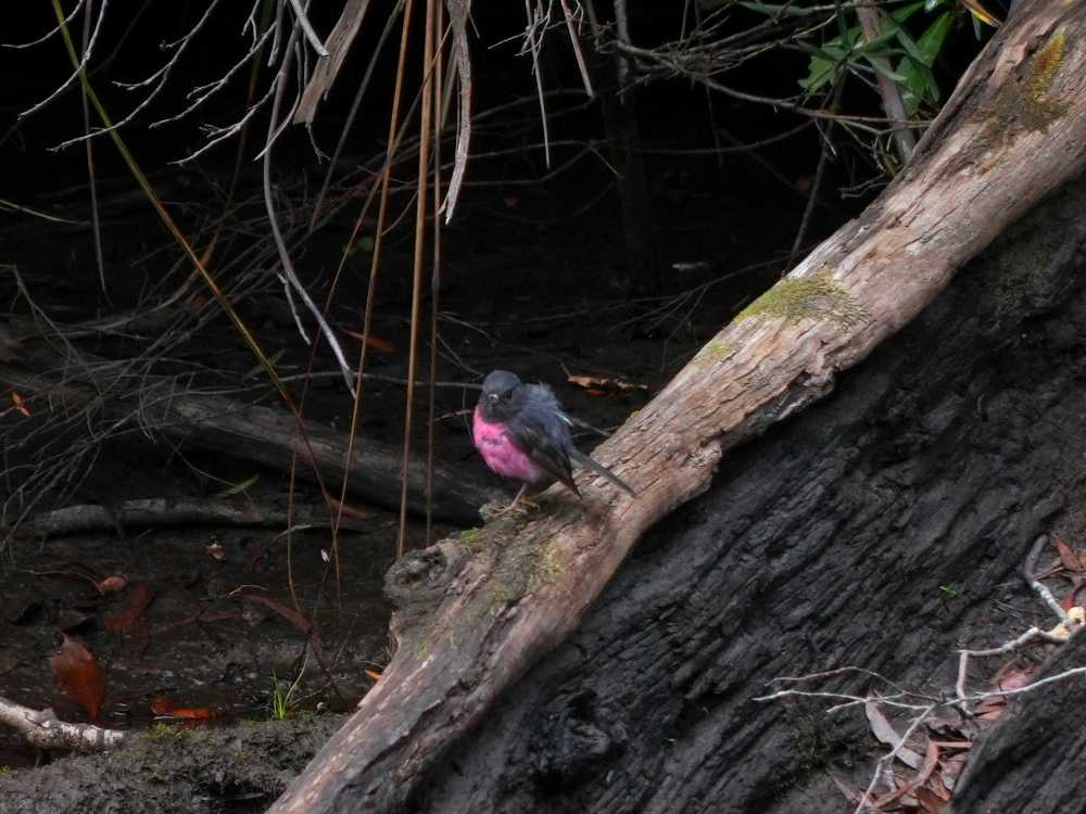 pink robin near Frenchman's Cap, Tasmania