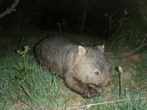 many wombats walking around the campsite
