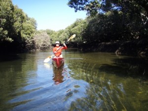 Jude paddling the mangroves around Garden Island